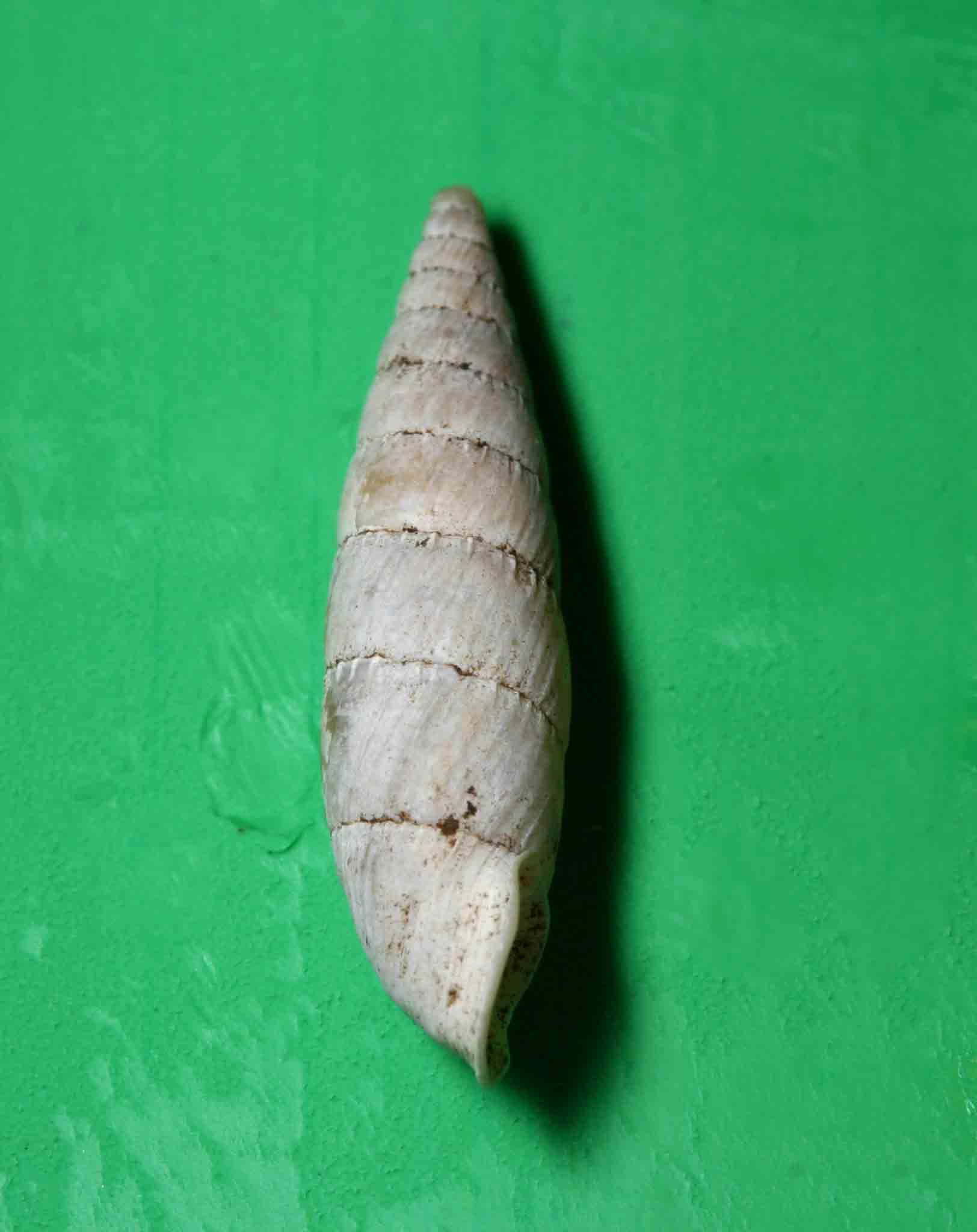 Leucostigma candidescens (Rossmssler, 1835) Monte Soratte
